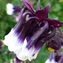 Aquilegia 2315 black & white double