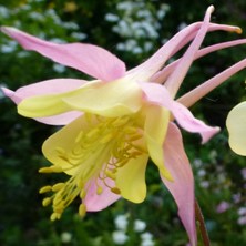 Aquilegia swan at Touchwood Swansea