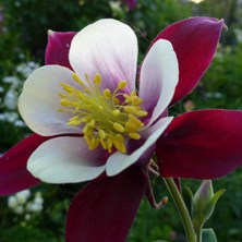 Aquilegia Swan Series at Touchwood Swansea