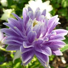 Aquilegia  marbled blue double at Touchwood