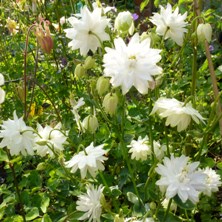 Aquilegia white Barlow type 2328