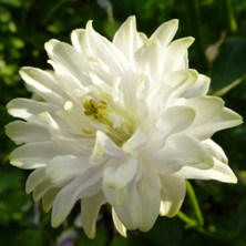 Aquilegia white Barlow type 2328