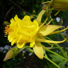 Yellow double aquilegia at Touchwood