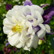 Aquilegia 2334  indigo & white double