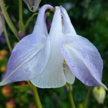 Aquilegia 2336 2tone light blue