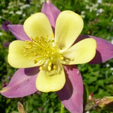 Aquilegia 2348 long-spurred at Touchwood