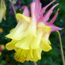 pink & yellow double bred at Touchwood