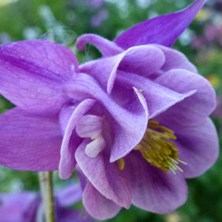 Aquilegia 2362 2tonepurple frilly double