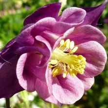 Aquilegia 2362 2tonepurple frilly double