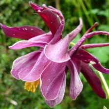 Aquilegia 2366 black, creamy inside double