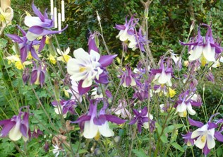 Aquilegia 2375 Indigo-purple & creamy double-single