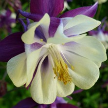 Aquilegia 2375 Indigo-purple & creamy double-single