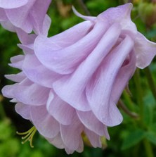 Aquilegia 2377 lilac pink double