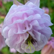 Aquilegia2377 lilac pink double