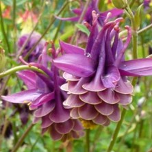 Purple & yellow double bred at Touchwood