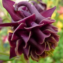 Aquilegia black double, lighter inside