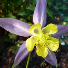 Aquilegia 2308 long-spurred at Touchwood