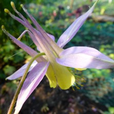 Aquilegia 2308 long-spurred at Touchwood