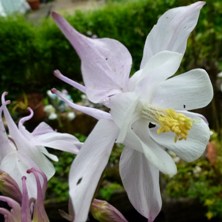 Aquilegia pink & white at Touchwood