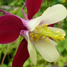 Aquilegia 2426 long-spurred