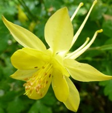 Aquilegia ex 2431 yellow long-spurred at Touchwood