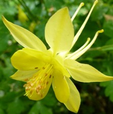 Aquilegia ex 2431 yellow long-spurred at Touchwood