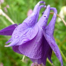 Aquilegia 2437 Indigo with golden leaves