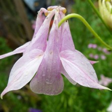 Aquilegia at Touchwood