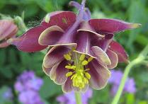 Aquilegia: Connoisseurs Choice Burgundy & Yellow