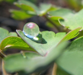 Sphere of rain on aquilegia leaf