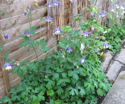 Aquilegia plant support trial of Aquilegias Brother Suttons