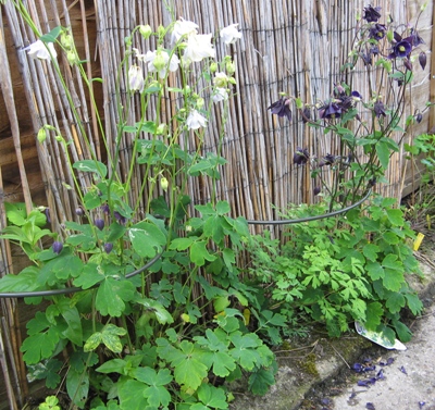 Aquilegia plant support trial of Aquilegias Brother Suttons