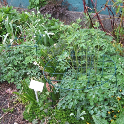 Aquilegia plant support trial of Aquilegias Brother Suttons