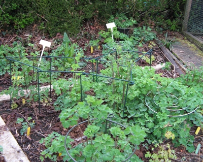 Aquilegia plant support trial of Aquilegias Brother Suttons