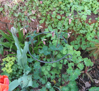 Aquilegia plant support trial of Aquilegias Brother Suttons