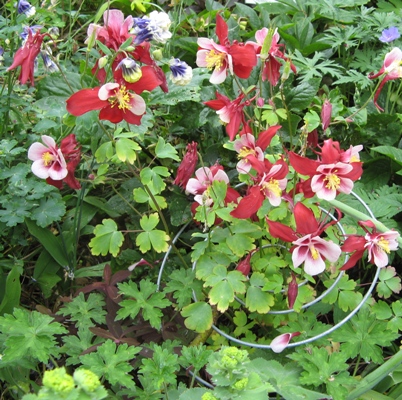 Aquilegia plant support trial of Aquilegias Brother Suttons