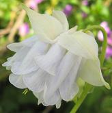 Aquilegia: Light marbled blue double