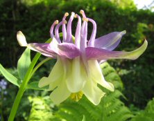 Aquilegia ex 541