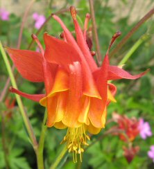 Aquilegia: Red and yellow double