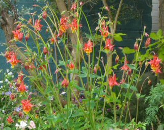 Aquilegia: Red and yellow double