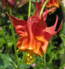 Aquilegia: Red and yellow double