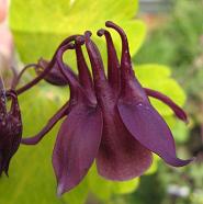 Aquilegia 'Elegant Ruby'