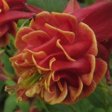 Aquilegia: Red double, yellow inside