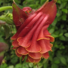 Aquilegia: Red double, yellow inside