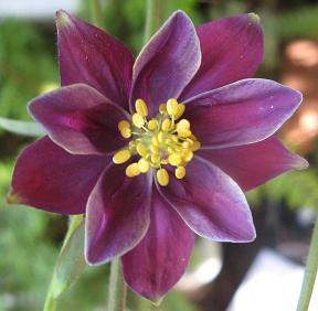 Aquilegia: Purple flowered