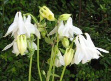 Aquilegia white single MIX