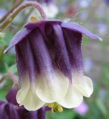 Aquilegia 686 purple & white double