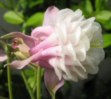 Aquilegia 'Flamboyant'