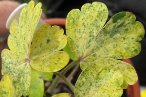 aquilegia-variegated-leaf