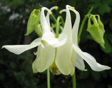 Aquilegia slender white